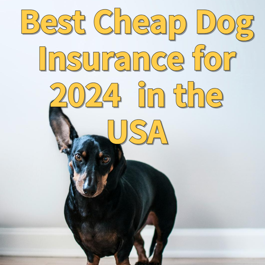 Dog Insurance