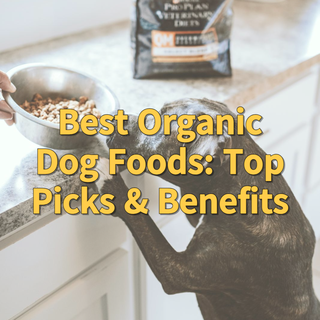 Top Organic Dog Foods: Benefits, Brands, and Feeding Tips